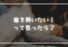 【諦めるべき？】猫アレルギーだけど猫を飼いたい人必見！対策方法も◎