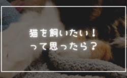 猫を飼ってみたい！って思ったら… 『のるねこ』