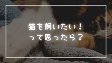 猫を飼ってみたい！って思ったら… 『のるねこ』